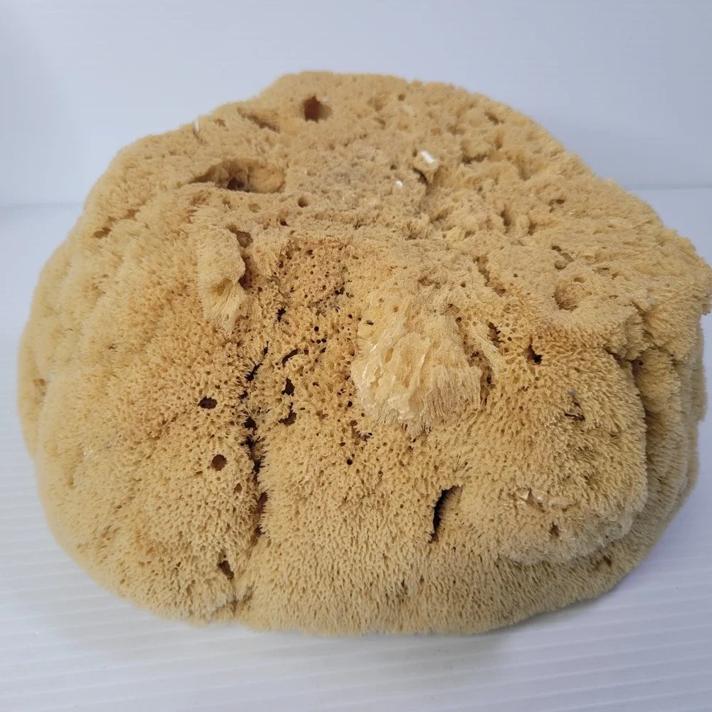 2 Natural Sea‎ Sponges Vase Cap Ocean Nautical Beach House Decor 7